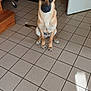 alert, animal, brown_dog, calm, chair, companion, dog, domestic, door, ears_up, floor, household, indoor, looking_at_camera, medium_size_dog, pet, quiet, sitting, staircase, tile_floor