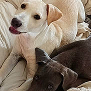 Bubba And Blue is registered to the contest to win money with this photo: animal, bed, blanket, close_up, companion, cozy, cute, dark_fur, dog, ears, eyes, friendship, indoors, light_fur, looking_up, pets, relaxed, resting, snout, two_dogs