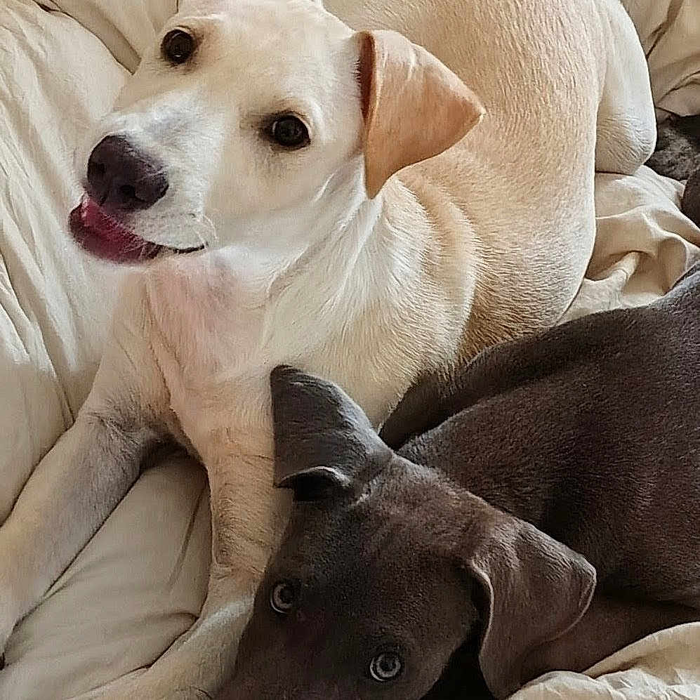 Bubba And Blue