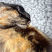 Mimi joined the competition — help win amazing prizes! animal, blanket, cat, close_up, comfort, cozy, cute, feline, fur, indoor, mammal, nap, pet, resting, sleeping, soft, tongue, tortoiseshell, warm, whiskers