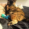 animal, bed, black_bedspread, blanket, cat, cozy, cute, domestic_cat, feline, fur, indoor, paw, pet, plush_toy, relaxed, resting, sleepy, soft, tortoiseshell, toy