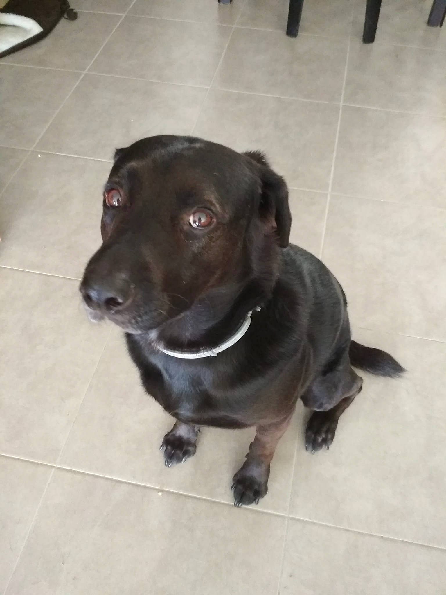 Thor participe au concours pour gagner de l'argent avec cette photo : american_pit_bull_terrier, beagador, borador, canidae, carnivore, dog, dog_breed, fawn, labrador_retriever, mammal, nose, patterdale_terrier, pit_bull, puppy, snout, sporting_group, staffordshire_bull_terrier