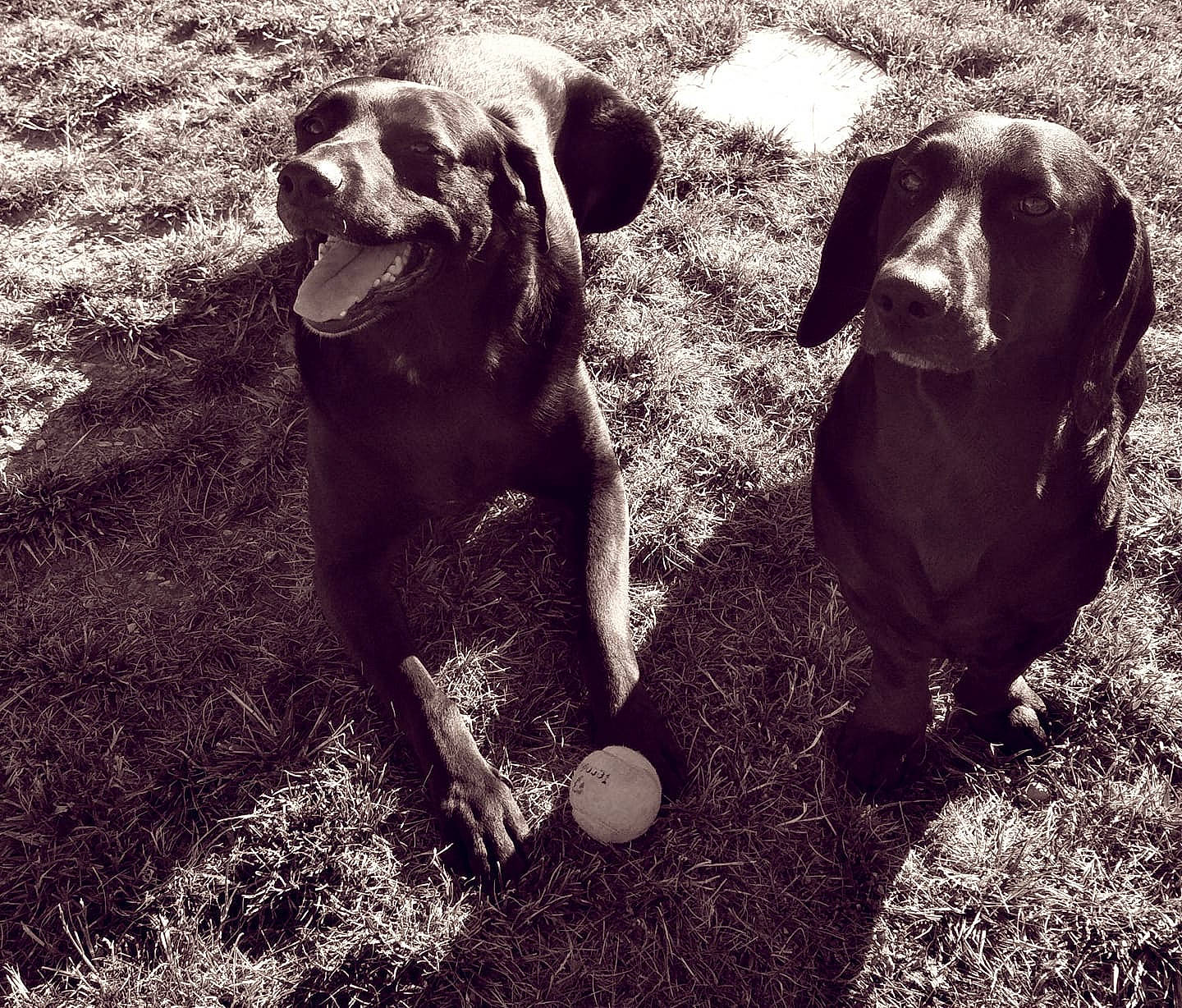 Thor participe au concours pour gagner de l'argent avec cette photo : canidae, carnivore, dog, dog_breed, fawn, grass, photography, snout, sporting_group, weimaraner