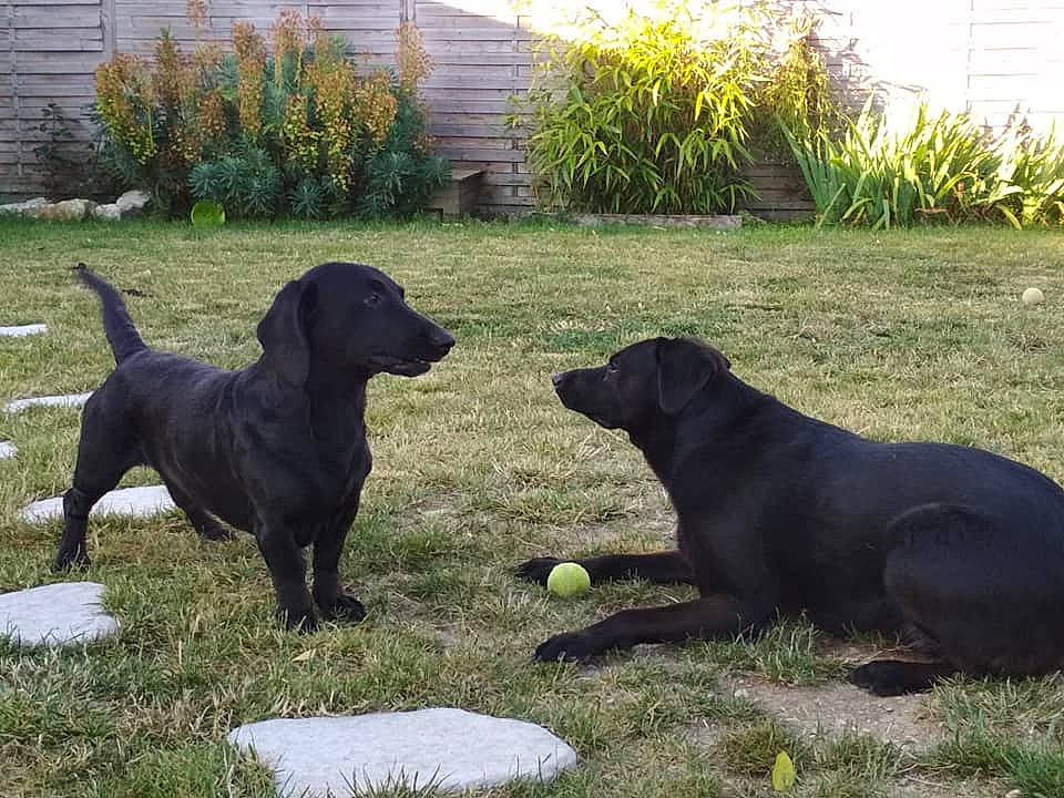 Thor a rejoint le concours — aidez-le/la à gagner de superbes lots ! beagador, borador, canidae, carnivore, companion_dog, dog, dog_breed, flat_coated_retriever, grass, hunting_dog, labrador_retriever, mammal, montenegrin_mountain_hound, patterdale_terrier, retriever, sporting_group, tail, vertebrate