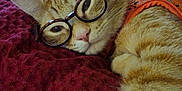 Pickles joined the competition — help win amazing prizes! cat, orange_tabby, glasses, pet, feline, resting, indoor, blanket, cozy, fur, whiskers, cute, relaxed, stretching, closeup, animal, portrait, home, comfort, sleepy