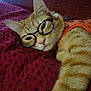 cat, orange_tabby, glasses, pet, feline, resting, indoor, blanket, cozy, fur, whiskers, cute, relaxed, stretching, closeup, animal, portrait, home, comfort, sleepy