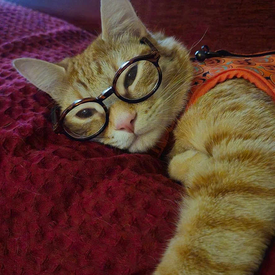 Pickles joined the competition — help win amazing prizes! animal, blanket, cat, closeup, comfort, cozy, cute, feline, fur, glasses, home, indoor, orange_tabby, pet, portrait, relaxed, resting, sleepy, stretching, whiskers