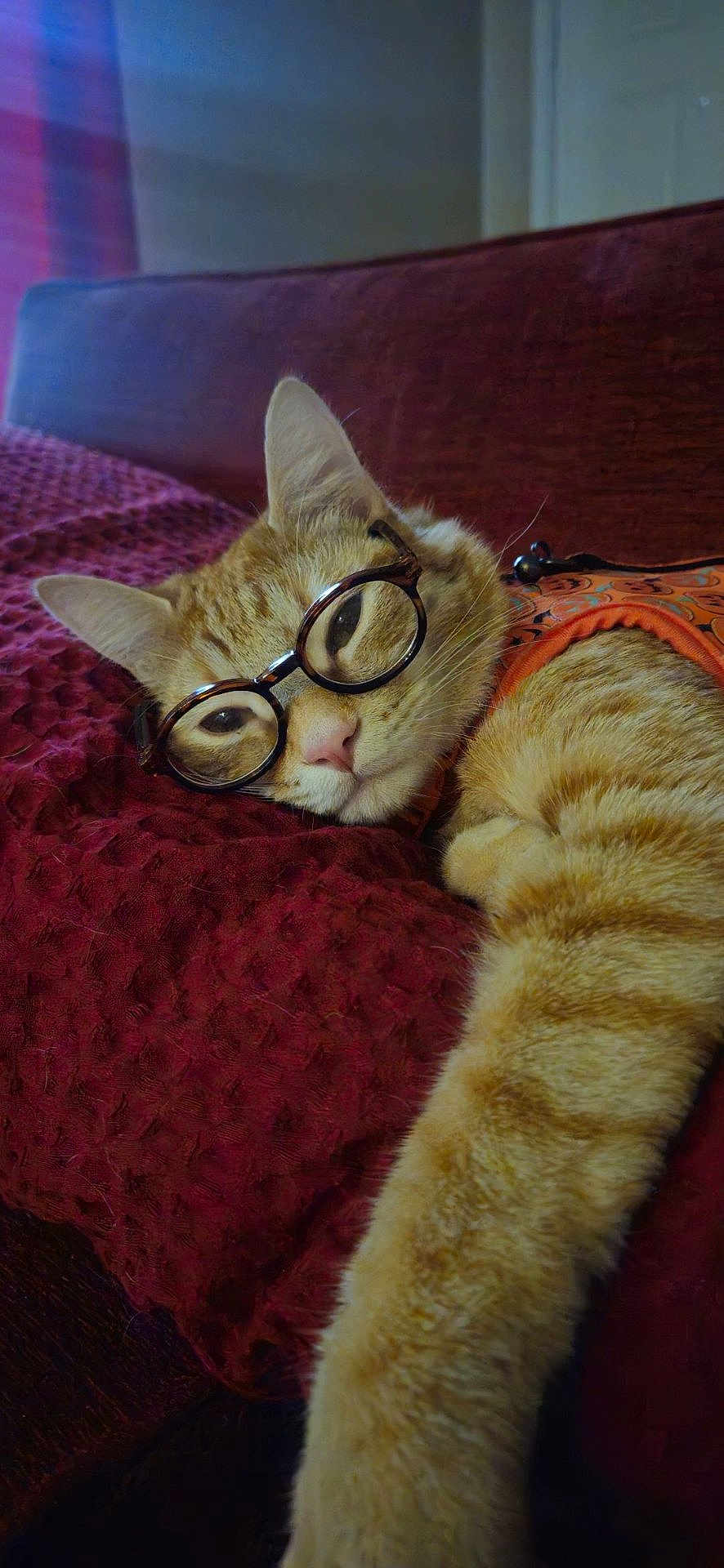 Pickles joined the competition — help win amazing prizes! cat, orange_tabby, glasses, pet, feline, resting, indoor, blanket, cozy, fur, whiskers, cute, relaxed, stretching, closeup, animal, portrait, home, comfort, sleepy