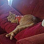 Pickles is registered to the contest to win money with this photo: cat, glasses, red_couch, pillow, sleeping, pet, feline, indoor, cozy, relaxed, orange_cat, harness, cushion, fur, animal, home, resting, soft, comfort, window_light