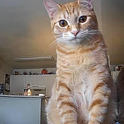 Pickles joined the competition — help win amazing prizes! cat, orange_tabby, reflection, indoor, kitchen, curious, pet, feline, animal, fur, whiskers, sitting, home, appliances, counter, cabinet, lamp, door, light, window
