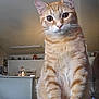 cat, orange_tabby, reflection, indoor, kitchen, curious, pet, feline, animal, fur, whiskers, sitting, home, appliances, counter, cabinet, lamp, door, light, window