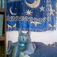 Gandalf The Grey is registered to the contest to win money with this photo: animal, blue, cat, chair, cozy, curious, decor, domestic, furniture, gray_cat, green_eyes, indoor, moon, pattern, pet, relaxed, resting, stars, tapestry, wall_hanging
