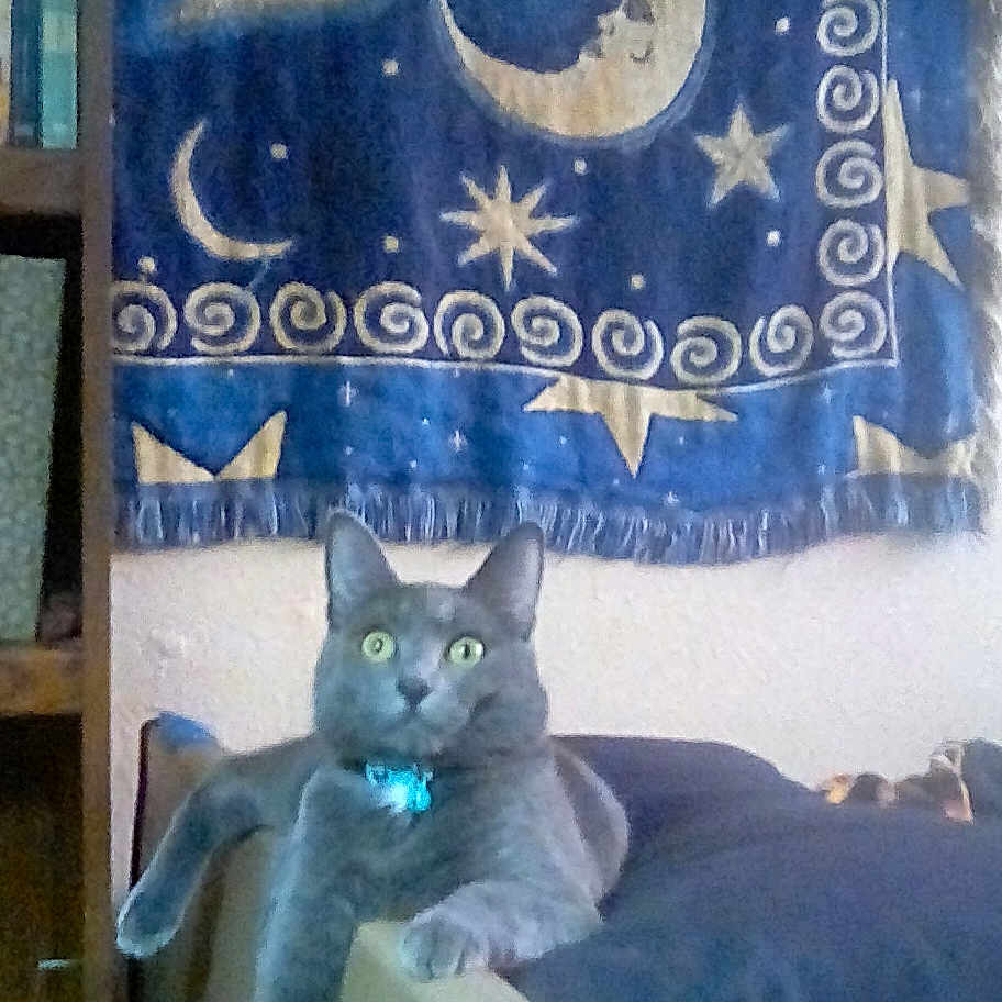 Gandalf The Grey is registered to the contest to win money with this photo: animal, blue, cat, chair, cozy, curious, decor, domestic, furniture, gray_cat, green_eyes, indoor, moon, pattern, pet, relaxed, resting, stars, tapestry, wall_hanging