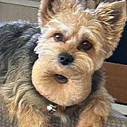 Cooper is registered to the contest to win money with this photo: dog, small_dog, pet, indoor, fur, curious, resting, paw, brown_fur, black_nose, ears, animal, cute, companion, looking, texture, home, cozy, window, collar