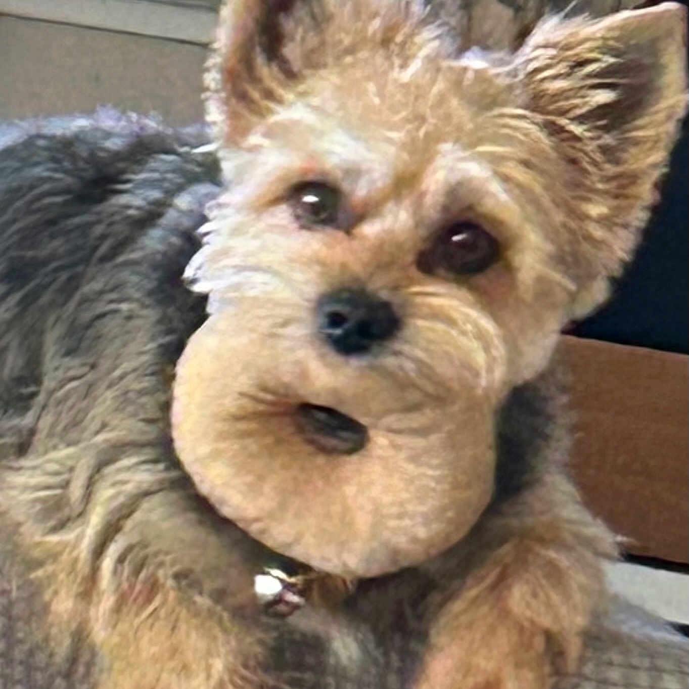 Cooper is registered to the contest to win money with this photo: animal, black_nose, brown_fur, collar, companion, cozy, curious, cute, dog, ears, fur, home, indoor, looking, paw, pet, resting, small_dog, texture, window