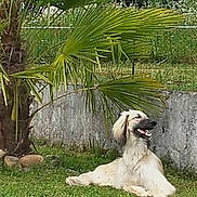 Loupa Chups a rejoint le concours — aidez-le/la à gagner de superbes lots ! dog, grass, outdoor, tree, palm_tree, animal, pet, canine, nature, relaxing, sunlight, wall, leaf, greenery, resting, fur, muzzle, happy, tongue_out, garden