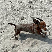 Olha participe au concours pour gagner de l'argent avec cette photo : dog, dachshund, sand, beach, running, outdoor, sunlight, animal, pet, canine, small_dog, ears, playful, motion, shadow, texture, nature, daytime, walking, fun