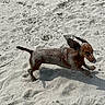 dog, dachshund, sand, beach, running, outdoor, sunlight, animal, pet, canine, small_dog, ears, playful, motion, shadow, texture, nature, daytime, walking, fun