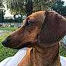 dog, dachshund, brown_dog, pet, animal, outdoor, garden, grass, tree, palm_tree, profile, portrait, canine, fur, snout, ear, looking_away, nature, daylight, closeup