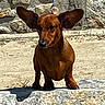 Olha participe au concours pour gagner de l'argent avec cette photo : dog, dachshund, brown_dog, pet, animal, outdoor, sunlight, rock, stone_wall, leash, ears, curious, small_dog, shadow, canine, nature, daylight, standing, mammal, companion