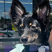 Jax is registered to the contest to win money with this photo: alert, animal, black_fur, bow_tie, canine, close_up, collar, cute, dog, domestic_animal, face, large_ears, muzzle, outdoor, pet, portrait, reflection, stripes, window, young_dog