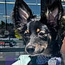alert, animal, black_fur, bow_tie, canine, close_up, collar, cute, dog, domestic_animal, face, large_ears, muzzle, outdoor, pet, portrait, reflection, stripes, window, young_dog