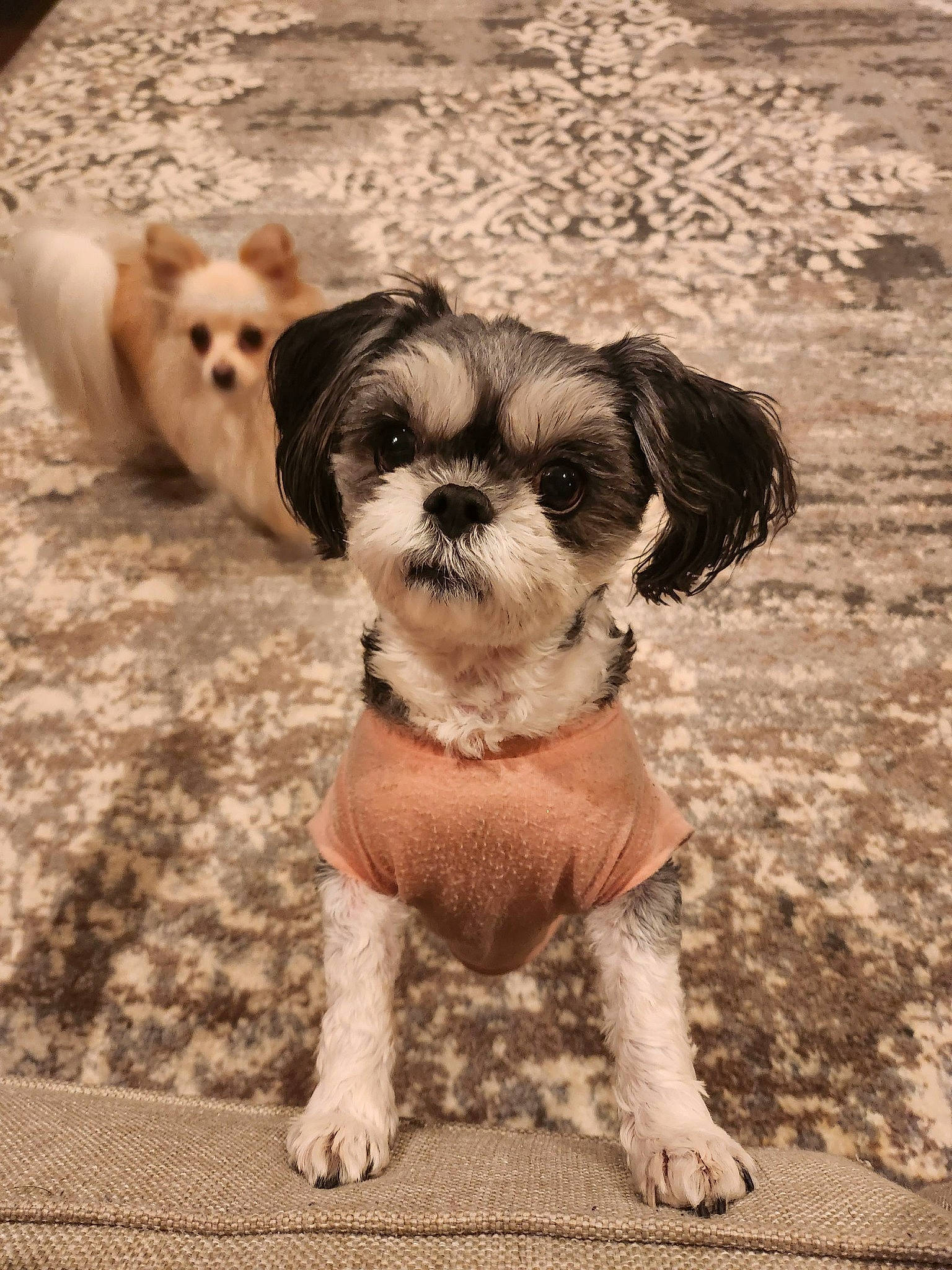 Bella Marie is registered to the contest to win money with this photo: canidae, carnivore, companion_dog, dog, dog_breed, dog_clothes, dog_supply, fawn, flooring, fur, leash, pet_supply, puppy_love, small_terrier, snout, sporting_group, terrestrial_animal, terrier, toy_dog, working_animal