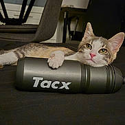 Soquette participe au concours pour gagner de l'argent avec cette photo : cat, animal, pet, indoor, water_bottle, tacx, resting, paw, face, fur, table, chair, television, relaxed, black_surface, domestic, cute, lying_down, home, furniture