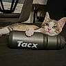 cat, animal, pet, indoor, water_bottle, tacx, resting, paw, face, fur, table, chair, television, relaxed, black_surface, domestic, cute, lying_down, home, furniture