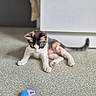 kitten, cat, toy_mouse, floor, indoor, curious, calico, white, black, orange, pet, animal, young, playful, feline, cabinet, carpet, home, domestic, cute