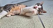 Soquette participe au concours pour gagner de l'argent avec cette photo : cat, playful, floor, indoor, washing_machine, pet, animal, chewing, leash, string, white, gray, tabby, fur, ears, paws, closeup, curious, home, domestic