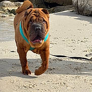 Rocky participe au concours pour gagner de l'argent avec cette photo : dog, shar_pei, beach, sand, rocks, harness, pet, outdoor, animal, walking, sunlight, leash, canine, wrinkled_skin, curled_tail, nature, summer, daytime, muzzle, snout