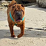 dog, shar_pei, beach, sand, rocks, harness, pet, outdoor, animal, walking, sunlight, leash, canine, wrinkled_skin, curled_tail, nature, summer, daytime, muzzle, snout