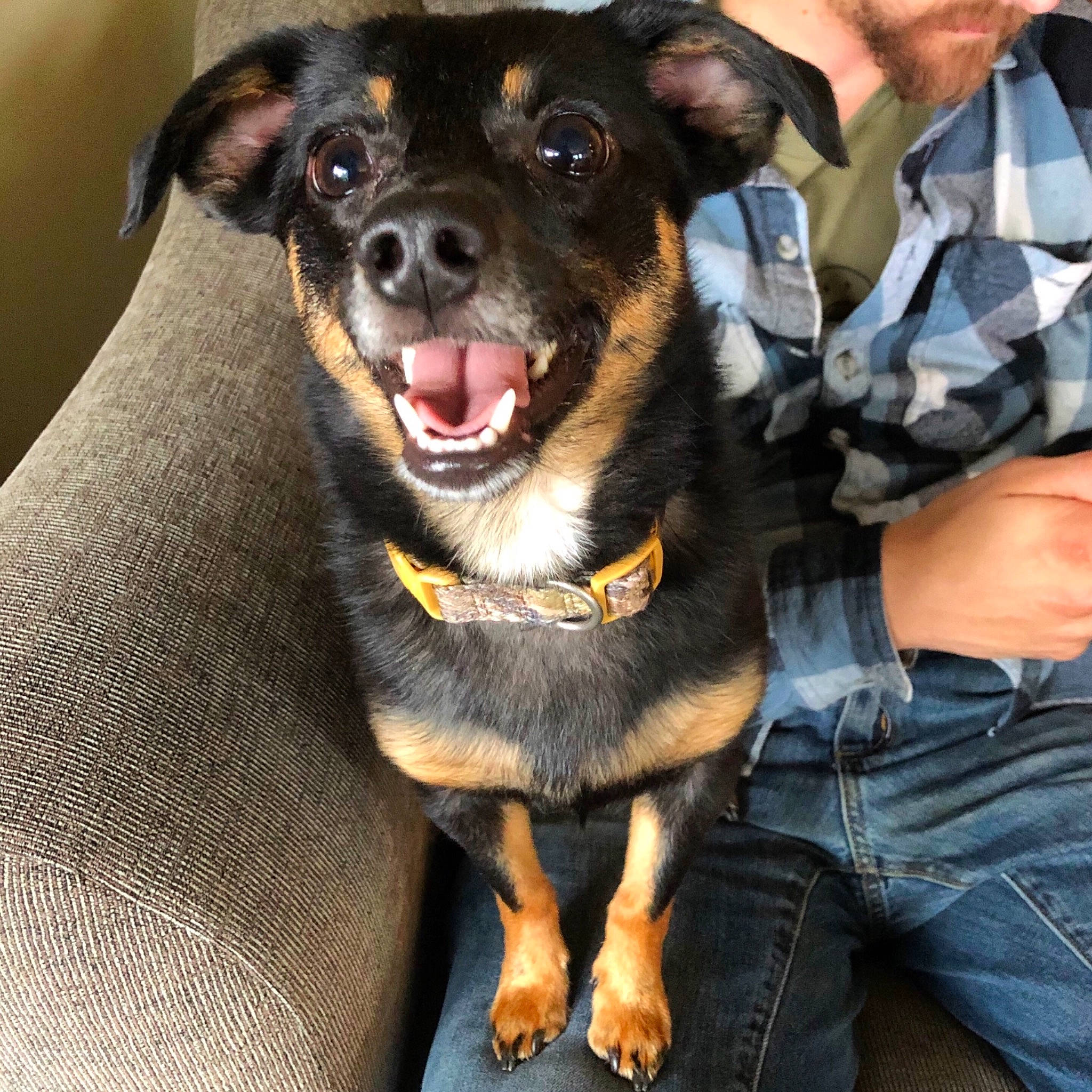 Lennon joined the competition — help win amazing prizes! black_and_tan_terrier, canidae, carnivore, companion_dog, dog, dog_breed, german_pinscher, huntaway, mammal, miniature_pinscher, pinscher, puppy, puppy_love, rottweiler, snout, vertebrate
