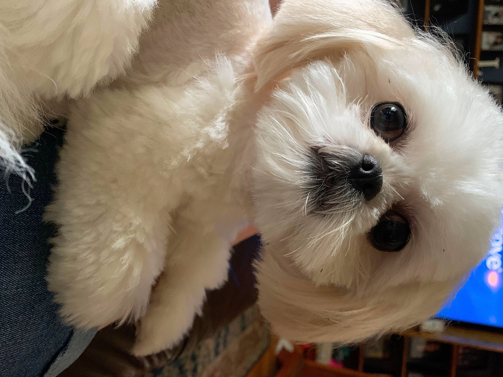 Mia joined the competition — help win amazing prizes! canidae, carnivore, collar, companion_dog, dog, dog_breed, dog_clothes, dog_collar, dog_supply, fawn, fur, mal_shi, maltepoo, puppy_love, small_terrier, snout, sporting_group, terrier, toy_dog, working_animal