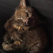 Romy participe au concours pour gagner de l'argent avec cette photo : abyssinian, angora, animal, architecture, armchair, brasssection, building, cat, chair, couch, furniture, hardwood, homedecor, kitten, manx, musicalinstrument, person, pet, sleeping, wood