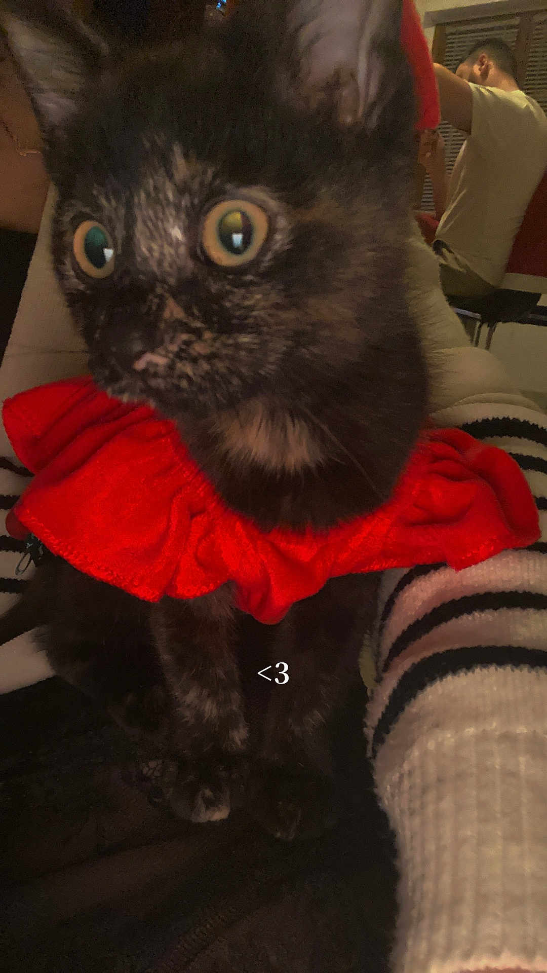 Romy a rejoint le concours — aidez-le/la à gagner de superbes lots ! abyssinian, adult, animal, bird, blackcat, cat, clothing, couch, face, furniture, head, kitten, knitwear, male, man, manx, person, pet, siamese, sweater