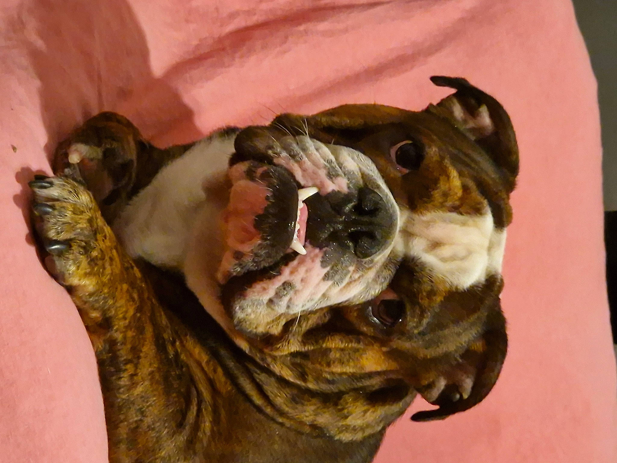 Teddy a rejoint le concours — aidez-le/la à gagner de superbes lots ! ancient_dog_breeds, bulldog, canidae, carnivore, companion_dog, dog, dog_breed, fawn, fur, guard_dog, liver, molosser, non_sporting_group, snout, sporting_group, terrestrial_animal, whiskers, working_animal, working_dog, wrinkle