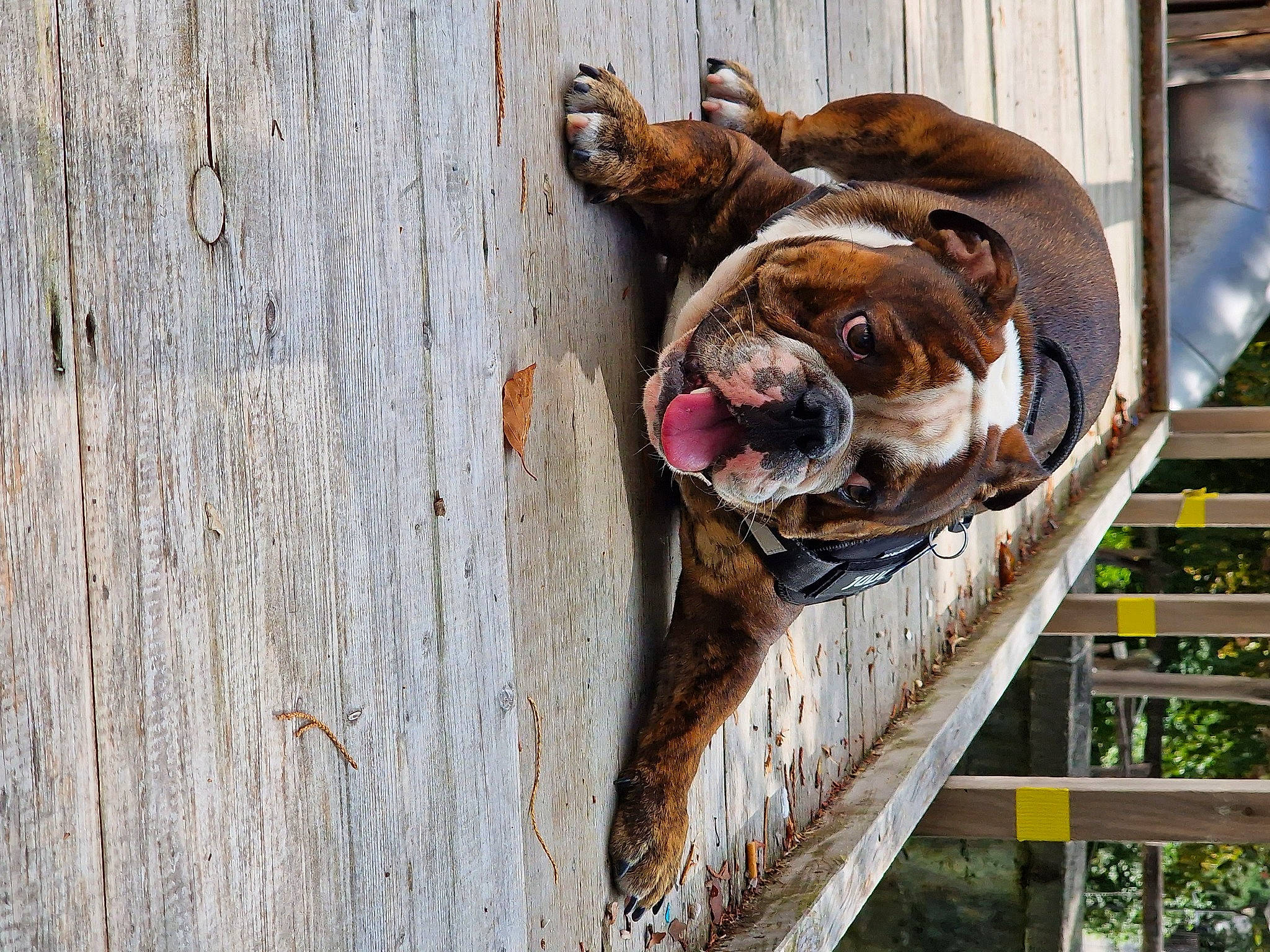 Teddy participe au concours pour gagner de l'argent avec cette photo : canidae, carnivore, collar, companion_dog, dog, dog_breed, dog_collar, fawn, fence, leash, liver, pet_supply, shar_pei, snout, sporting_group, terrestrial_animal, window, wood, working_animal, wrinkle