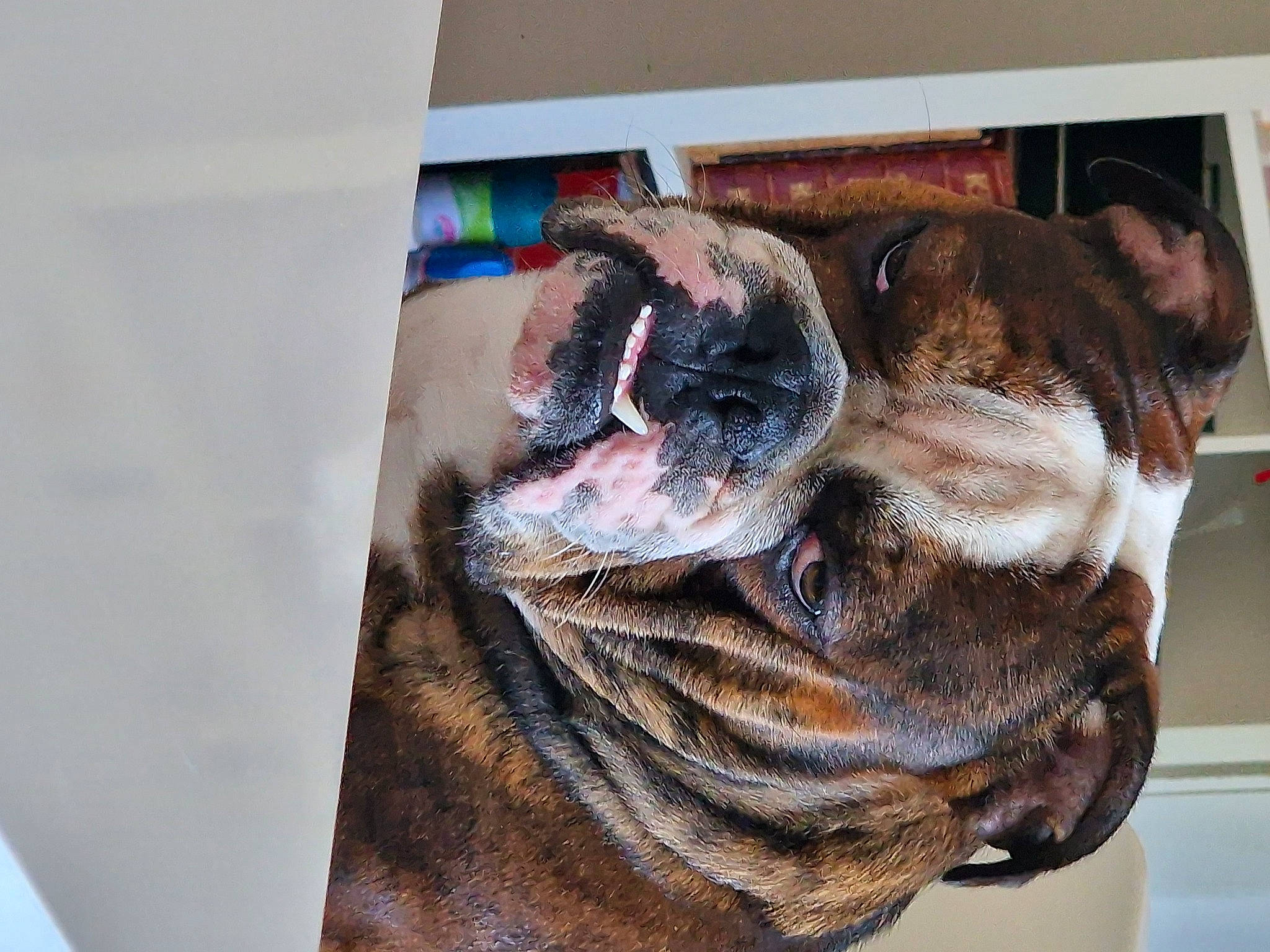 Teddy a rejoint le concours — aidez-le/la à gagner de superbes lots ! canidae, carnivore, collar, companion_dog, dog, dog_breed, fawn, felidae, fur, jaw, liver, snout, sporting_group, terrestrial_animal, visual_arts, whiskers, wildlife, window, working_animal, wrinkle