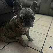 Roxy joined the competition — help win amazing prizes! dog, french_bulldog, brindle, pet, indoor, floor, tile, couch, furniture, animal, sitting, ears, collar, looking, portrait, companion, cute, domestic, side_view, living_room