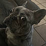 Roxy joined the competition — help win amazing prizes! dog, french_bulldog, pet, indoor, floor, tile_floor, balloon, paw, looking_up, wide_eyes, animal, companion, cute, small_dog, fur, ears, snout, home, cozy, resting