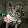 Roxy joined the competition — help win amazing prizes! dog, french_bulldog, pet, animal, indoor, couch, furniture, pink_collar, ruffled_collar, bunny_prints, sitting, ears_up, alert, cute, domestic, companion, closeup, portrait, brown, short_hair