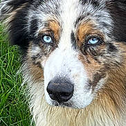 Atome a rejoint le concours — aidez-le/la à gagner de superbes lots ! dog, blue_eyes, close_up, portrait, fur, grass, animal, outdoor, canine, muzzle, nose, ears, fluffy, nature, pet, watchful, alert, brown, white, black