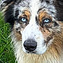 dog, blue_eyes, close_up, portrait, fur, grass, animal, outdoor, canine, muzzle, nose, ears, fluffy, nature, pet, watchful, alert, brown, white, black