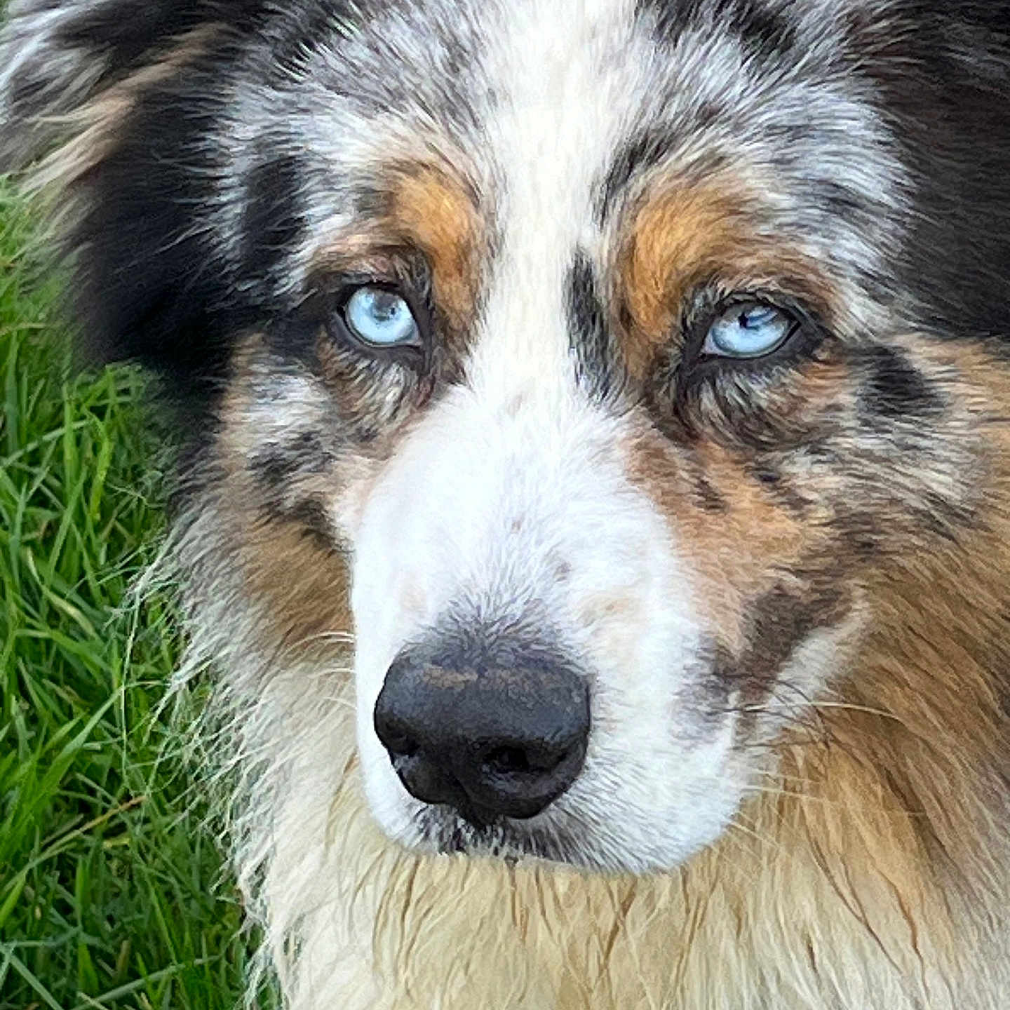 Atome a rejoint le concours — aidez-le/la à gagner de superbes lots ! alert, animal, black, blue_eyes, brown, canine, close_up, dog, ears, fluffy, fur, grass, muzzle, nature, nose, outdoor, pet, portrait, watchful, white
