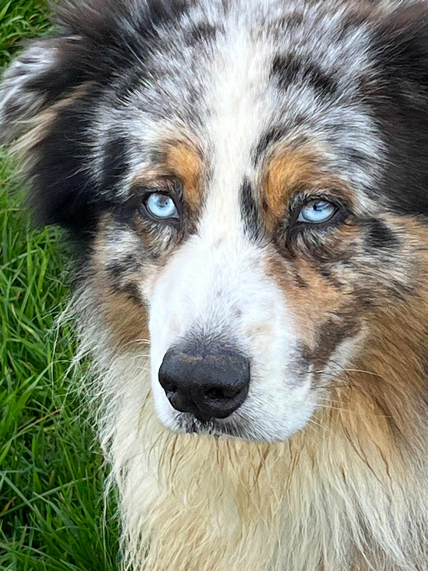 Atome a rejoint le concours — aidez-le/la à gagner de superbes lots ! dog, blue_eyes, close_up, portrait, fur, grass, animal, outdoor, canine, muzzle, nose, ears, fluffy, nature, pet, watchful, alert, brown, white, black