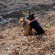 Jena C Bacchus joined the competition — help win amazing prizes! animals, autumn, bandana, black_dog, brown_dog, canine, companions, curious, daytime, dog, dry_leaves, ears_up, forest_floor, looking_back, nature, outdoor, pets, sitting, stream, sunlight