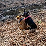 animals, autumn, bandana, black_dog, brown_dog, canine, companions, curious, daytime, dog, dry_leaves, ears_up, forest_floor, looking_back, nature, outdoor, pets, sitting, stream, sunlight