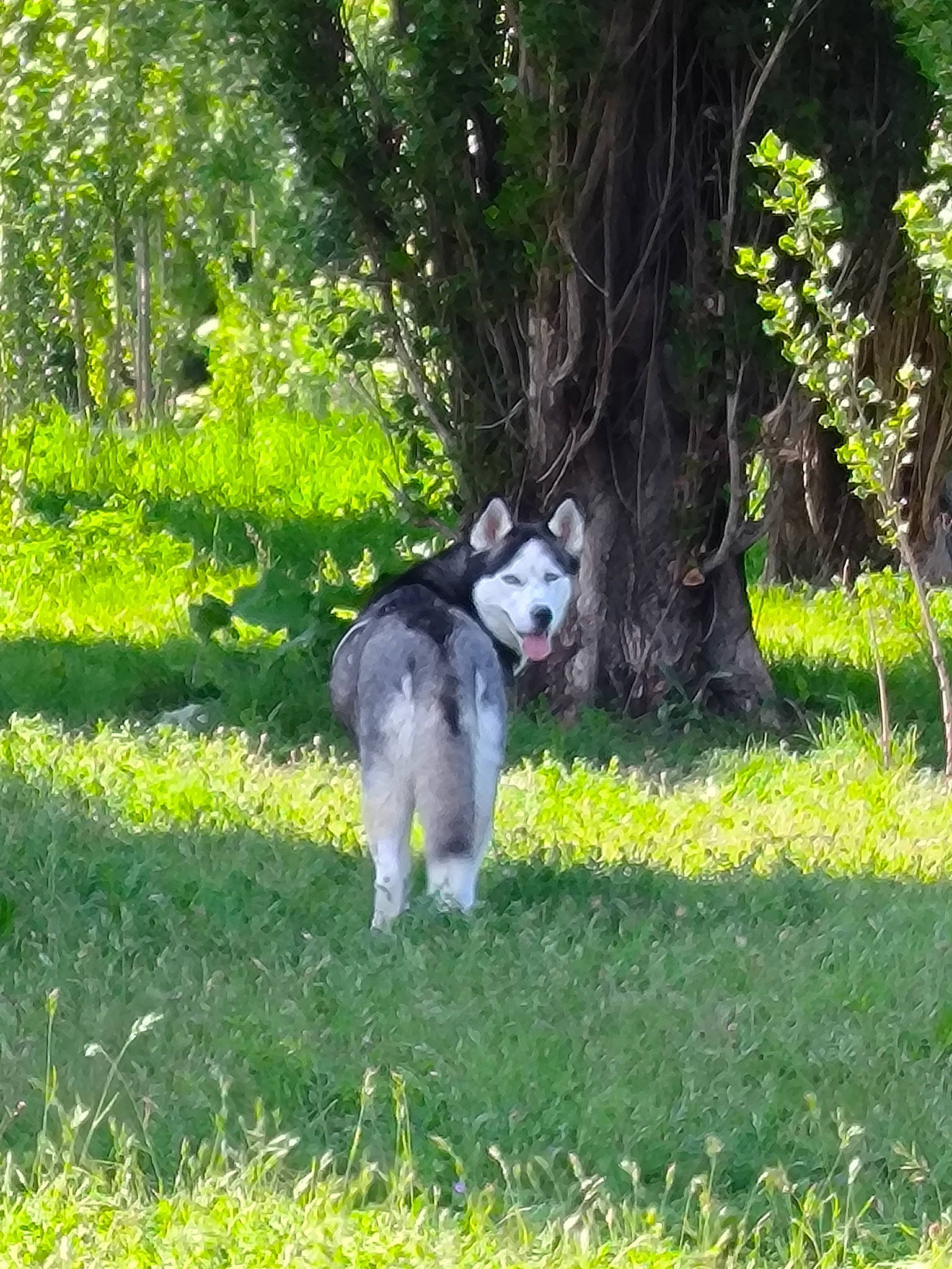 Paika participe au concours pour gagner de l'argent avec cette photo : canidae, carnivore, companion_dog, dog, dog_breed, forest, garden, grass, groundcover, herding_dog, plant, recreation, shrub, sled_dog, sporting_group, standard_schnauzer, tail, tree, working_animal, working_dog